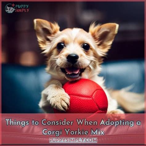 Corgi Yorkie Mix: All You Need to Know - 2023