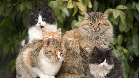 The Name for A Group of Cats Explained