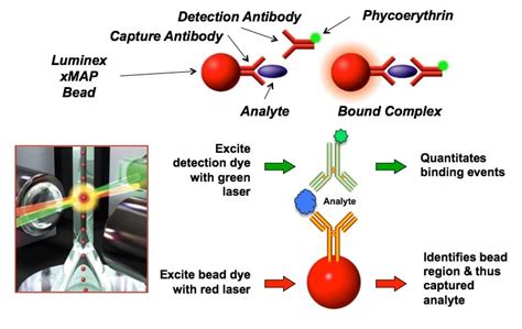 Luminex (xMAP) Platforms | Penn State College of Health and Human Development