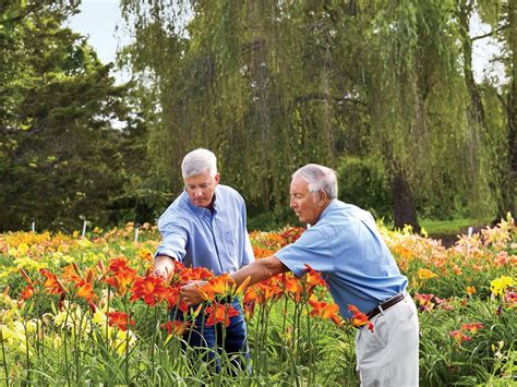 How To Grow And Care For Daylilies | Day lilies care, Daylilies, Day lilies