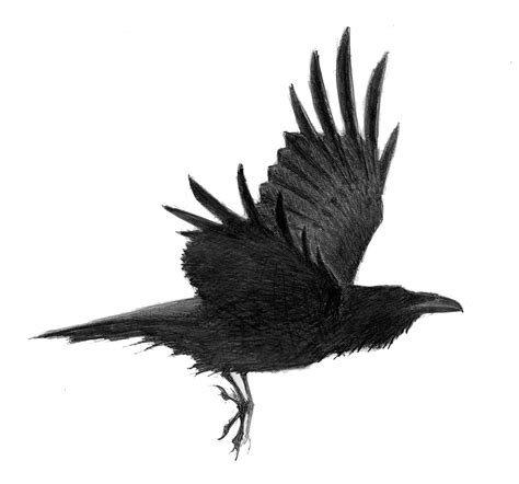 Raven In Flight Drawing Common raven flight 3 neornithes | animals | Pinterest | Ravens, Online ...