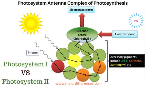 Photosystem 1 Diagram