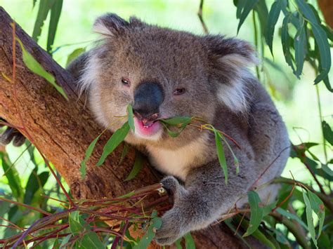 Koala Eating Leaves, Melbourne, Victoria, Australia. Photograph by Ernie Janes / Naturepl.com ...