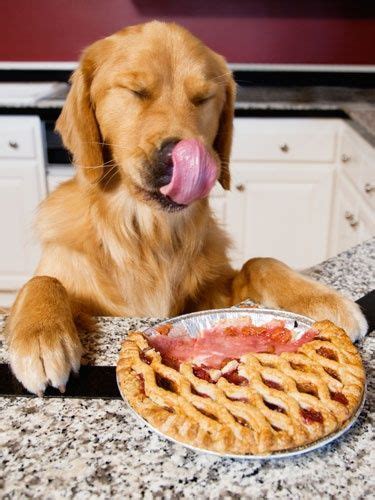 Everybody likes pie! | Dog behavior, Cute animals, Pets