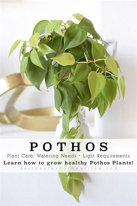 Pothos Plant Care - Delineate Your Dwelling