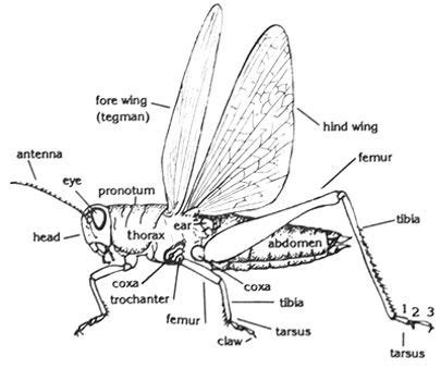 Locust Cross-section | Insect anatomy, Bugs, Insect classification