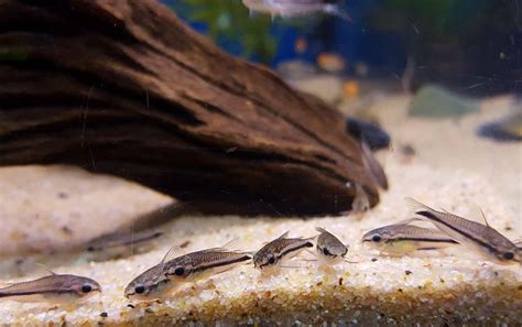 Beginner's Guide to Pygmy Corydoras: Care and Keeping