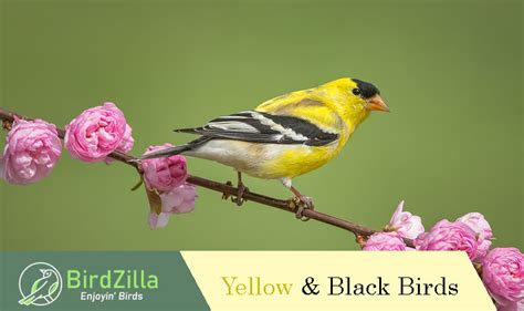 13 Yellow And Black Birds To Cheer Up Your Day