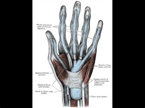 Flexor Tendon Sheath Infection - YouTube