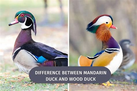 Difference Between Mandarin Duck And Wood Duck - Wild Bird Web