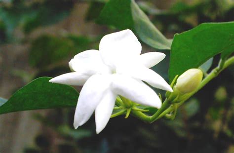 SAMPAGUITA flower | a very fragrant flower, mostly made into… | Lito ...