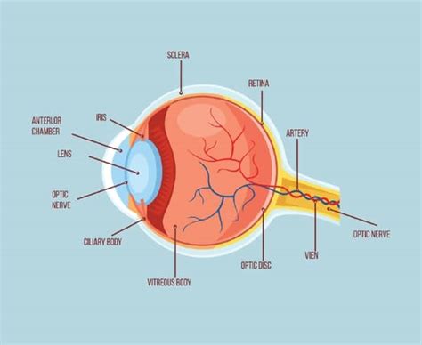 Parasites In Humans Eyes