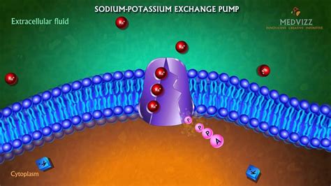 The Sodium-Potassium Pump Animation - Membrane physiology usmle videos ...