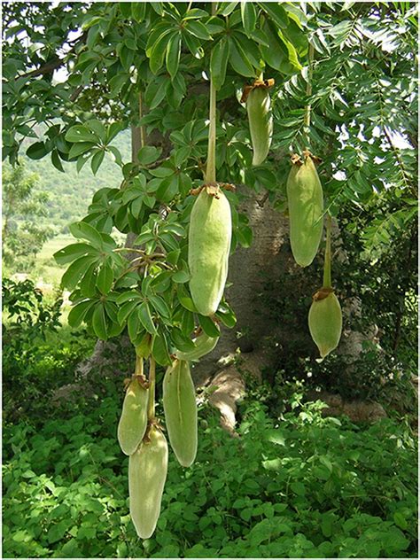 Frontiers | A 20-Year Journey Through an Orphan African Baobab (Adansonia digitata L.) Towards ...