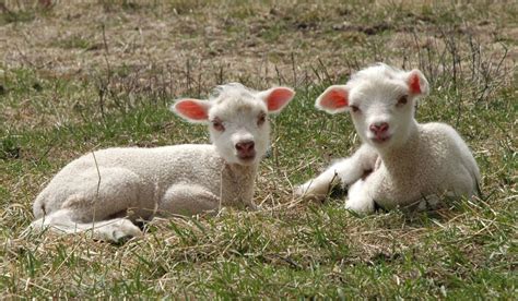 Little Red Oak Farm: Shetland and Finnsheep Lambs 2013