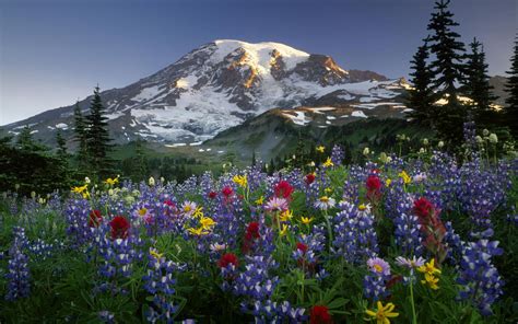 Mountain Wildflowers Wallpapers - Wallpaper Cave