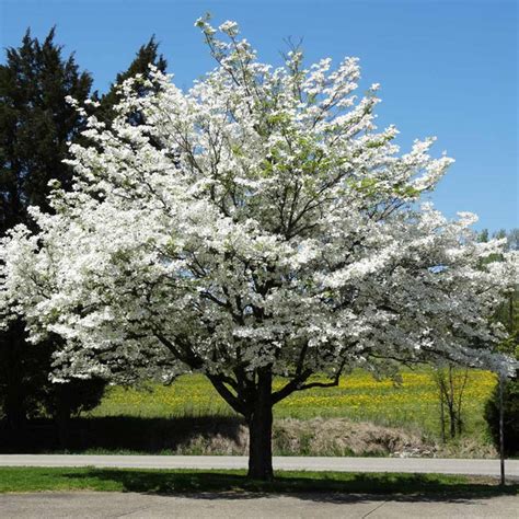 White Dogwood Trees for Sale | BrighterBlooms.com