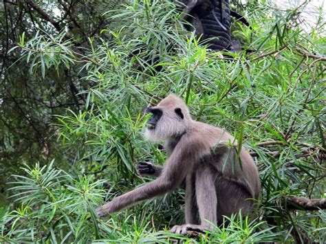 Hanuman langur stock image. Image of eating, entellus - 18849141