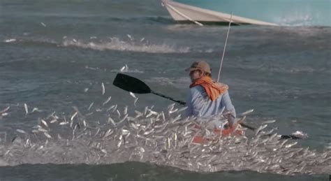 The "Must Watch Florida Mullet Run" Footage Of The Year!