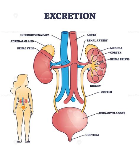 Excretion process anatomy with biological urinary explanation outline diagram in 2023 | Biology ...