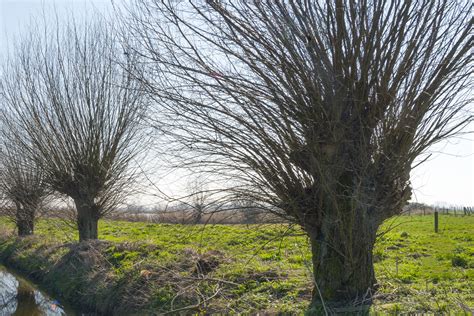 Pollarding of trees to reduce size | Arborlife, Cobham, Surrey