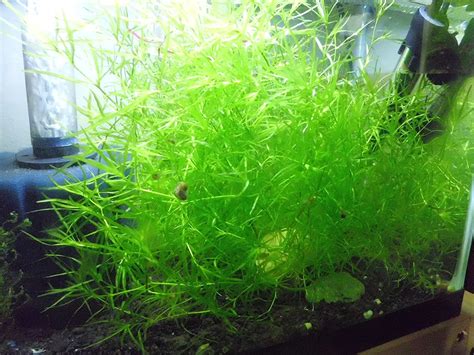 Shrimp (Guppy) Grass — Aquatics Unlimited