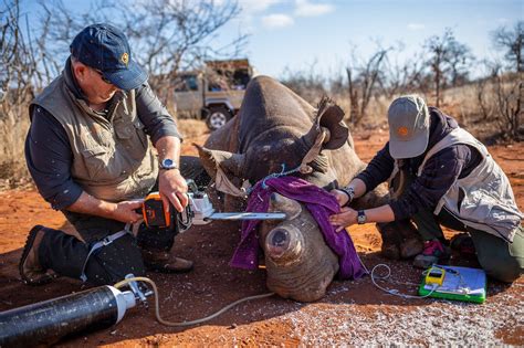 Black Rhinos, Horns Cut Off, Lose Some of Their Gusto - The New York Times