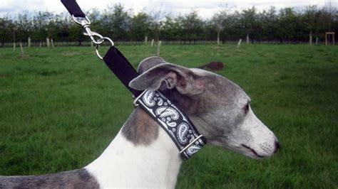 The Martingale Collar Is Man — and Dog's — Best Friend | HowStuffWorks