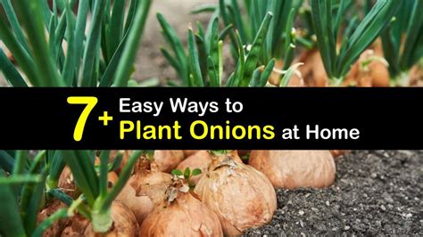 Planting Onions - Step-by-Step Tips for Growing an Onion Plant