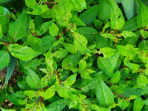 Controlling Fuchsia Gall MIte - Green Gardener