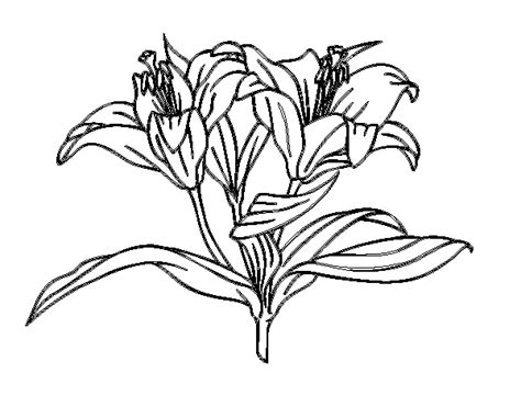 drawing of funeral flowers - Clip Art Library