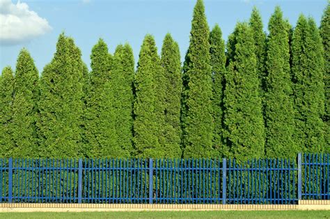 a row of tall green trees next to a blue fence