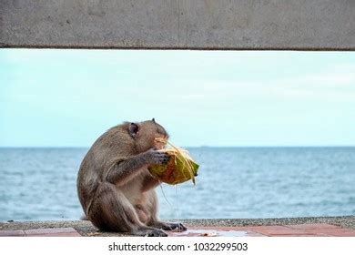 Monkey Drinking Coconut Juice Seaside Stock Photo 1032299503 | Shutterstock