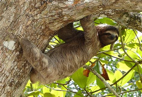 Roatan Wildlife & West Bay Beach Excursion