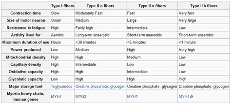 Training Based On Muscle Fiber Type: Are You Missing Out? • Stronger by Science