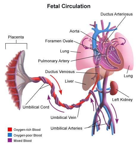 Fetal Circulation