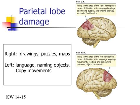 PPT - Right Brain Left Brain PowerPoint Presentation, free download - ID:701451