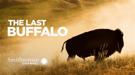 The Last Buffalo - Watch Full Movie on Paramount Plus