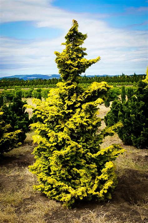 Golden Hinoki Cypress Trees For Sale | The Tree Center™