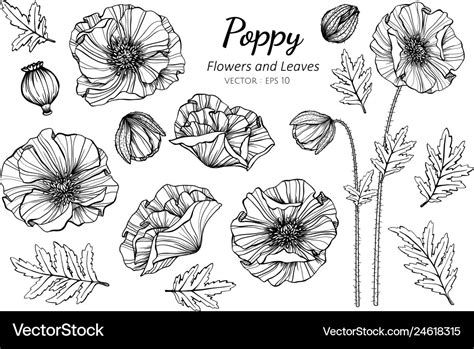 Collection set of poppy flower and leaves drawing Vector Image