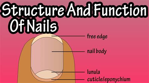 Structure Of Nails - Function Of Nails - Anatomy Of Nails - Why Do We Have Nails - YouTube