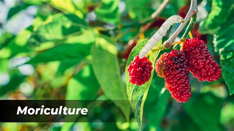 What is Sericulture and How to Cultivate Silkworm