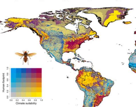 Asian Giant Hornet Us Map