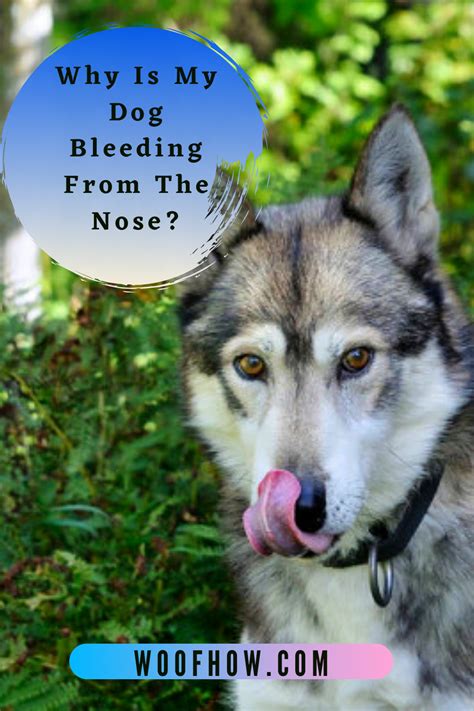 Why Is My Dog Bleeding From The Nose? in 2021 | Dogs, Nose, Dog health