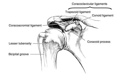 Pin on Biomechanics