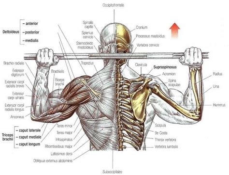 Muscle Strengthening: Supraspinatus Muscle Strengthening Exercises