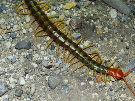 Giant Desert Centipede from Güémez, TAMPS, MX on November 01, 2021 at 06:02 AM by Marco Zozaya ...