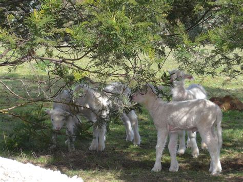 Gunning District Landcare: The Truth About Trees