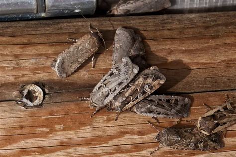 Miller Moths; Army cutworm (April 28, 2014) — Texas Insect Identification Tools