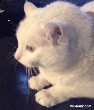 Cat Bobbing GIF - Find & Share on GIPHY